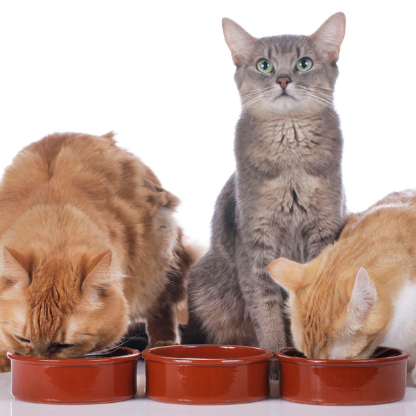 Futter Abo Katze123rf