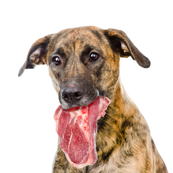 Futtermittel Ergänzung Hund Hund mit Fleisch123rf