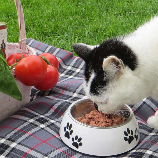 Katzen Nassfutter Katze Cosma